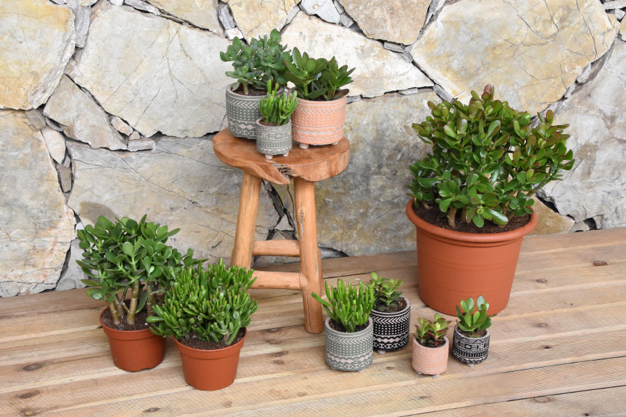 nieuwe-foto-webshop